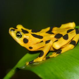 The Sixth Extinction: An Unnatural History